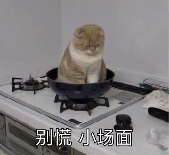猫咪喵星人别慌小场面斗图搞笑可爱gif动图_动态图_表情包下载_soogif