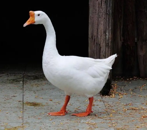 农村三霸之首的大鹅战斗力有多强舌头上都有牙齿