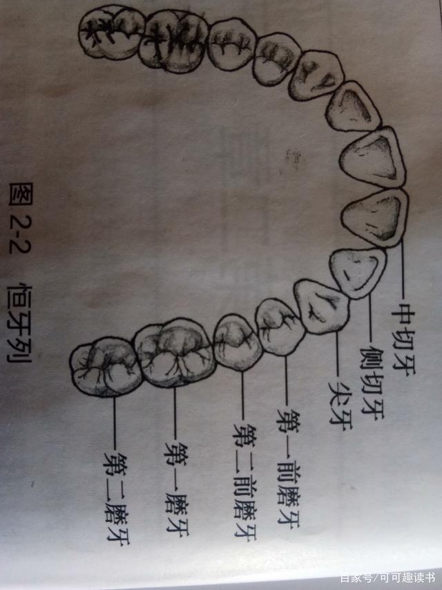 牙齿根据形态与功倍分为: 切牙,位于口腔前部.