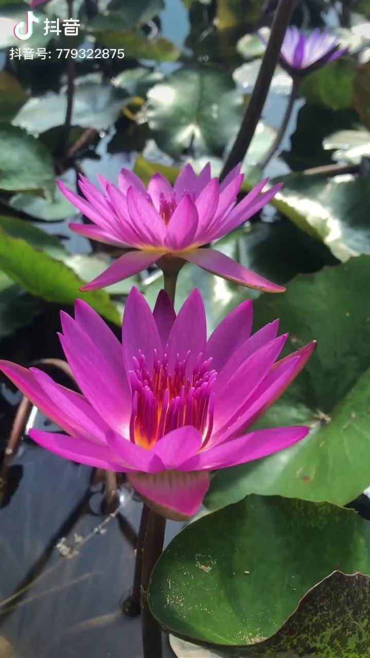 热带睡莲鲁比依然绽放睡莲