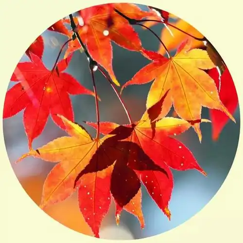 微信头像,令人心旷神怡的美景,足足50张