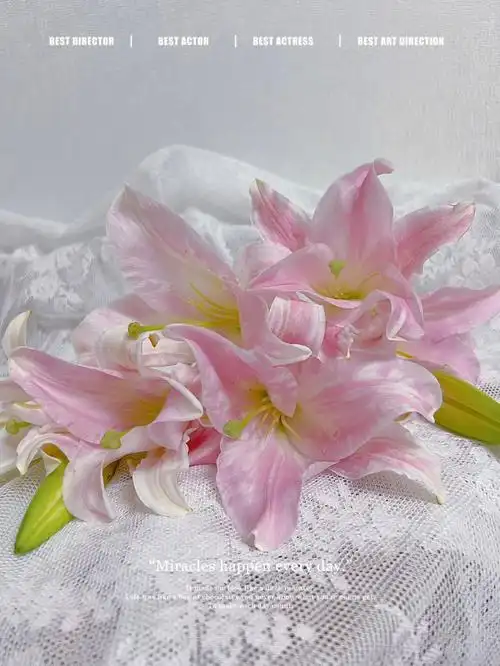 上色不均匀的星光百合也蛮好看的