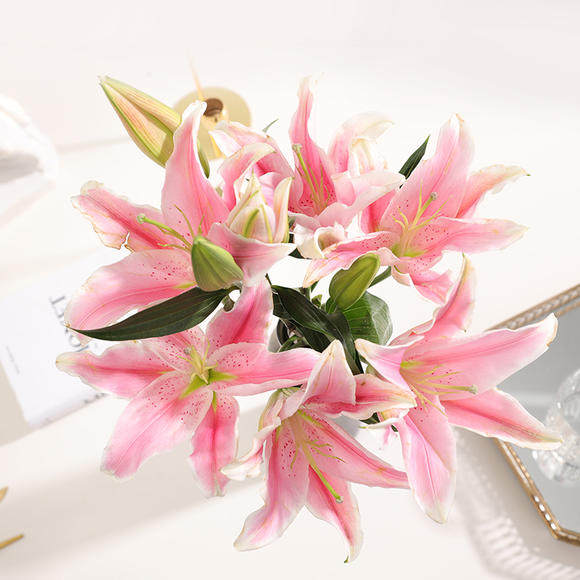 百合重瓣伊莎贝拉索尔邦粉多头马龙香水百合鲜切花速鲜花速递同城