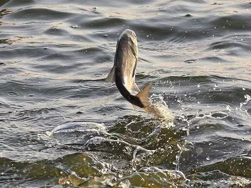 经常看见鱼跳出水面,但就是不咬钩,很有可能是这几个原因导致的__凤凰