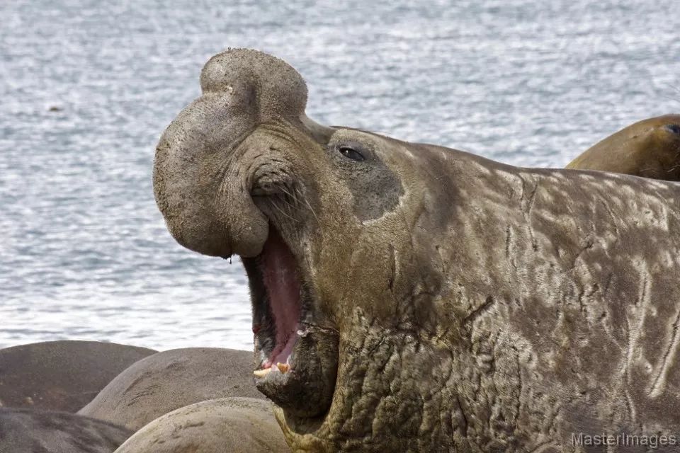 狮吼象鼻!南象海豹,瑜伽深潜双修大师