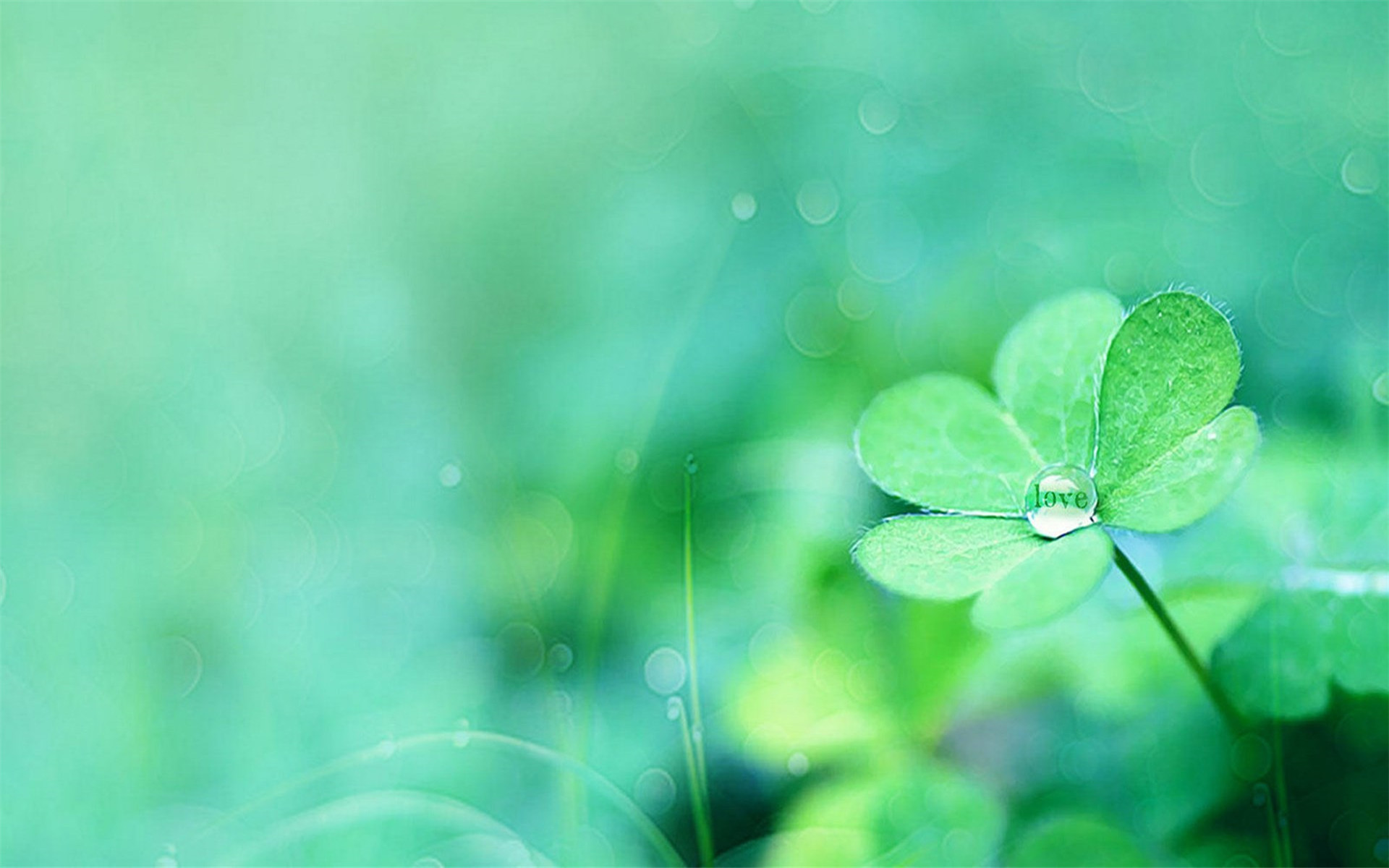小清新唯美四叶草高清桌面壁纸.四叶草是车轴草属植物(包括三叶草属和