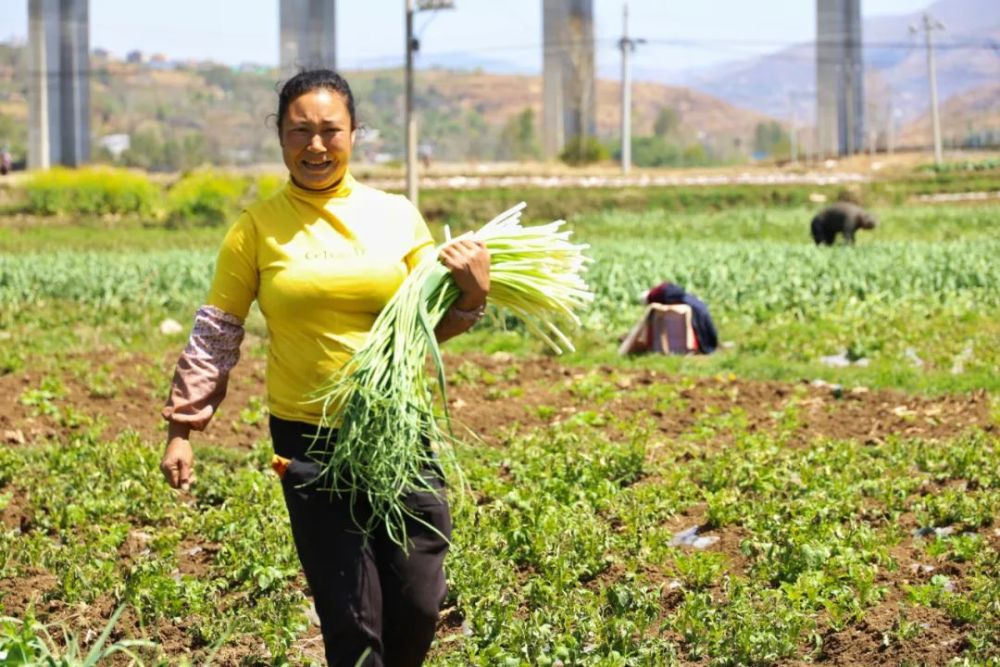 威宁县中水镇蒜苔丰收助农增收致富