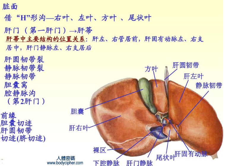 肝门从前向后看走行的分别是什么?
