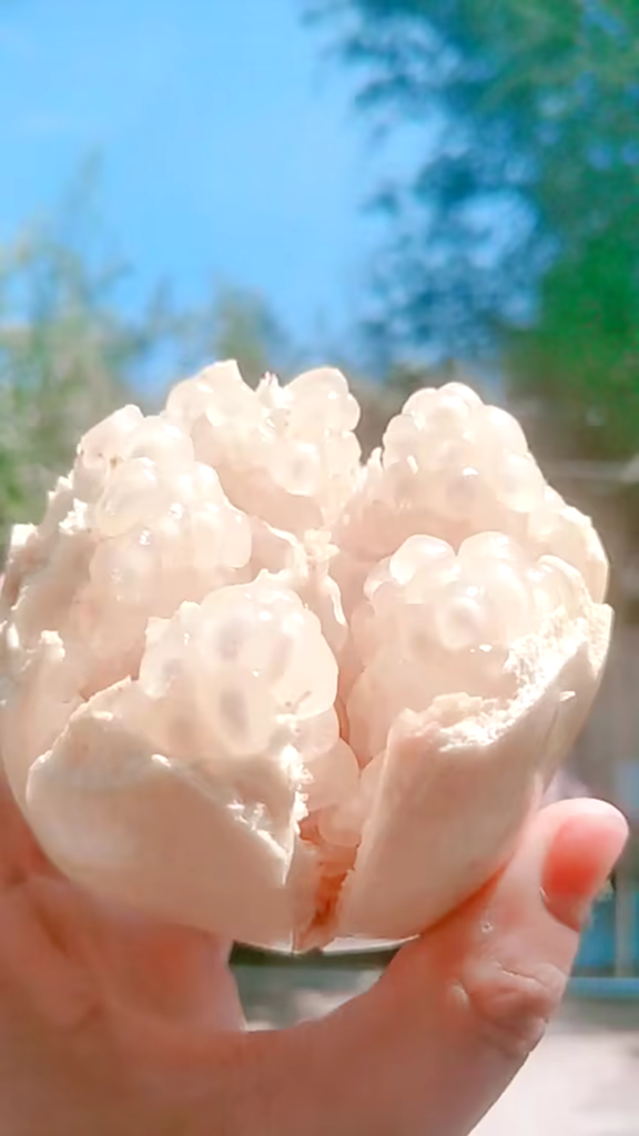 你见过白石榴吗?