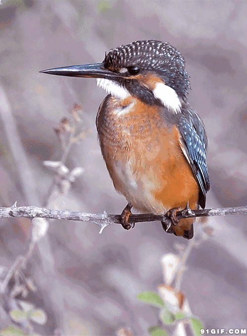 动物运动规律素材鸟运动图片素材免费