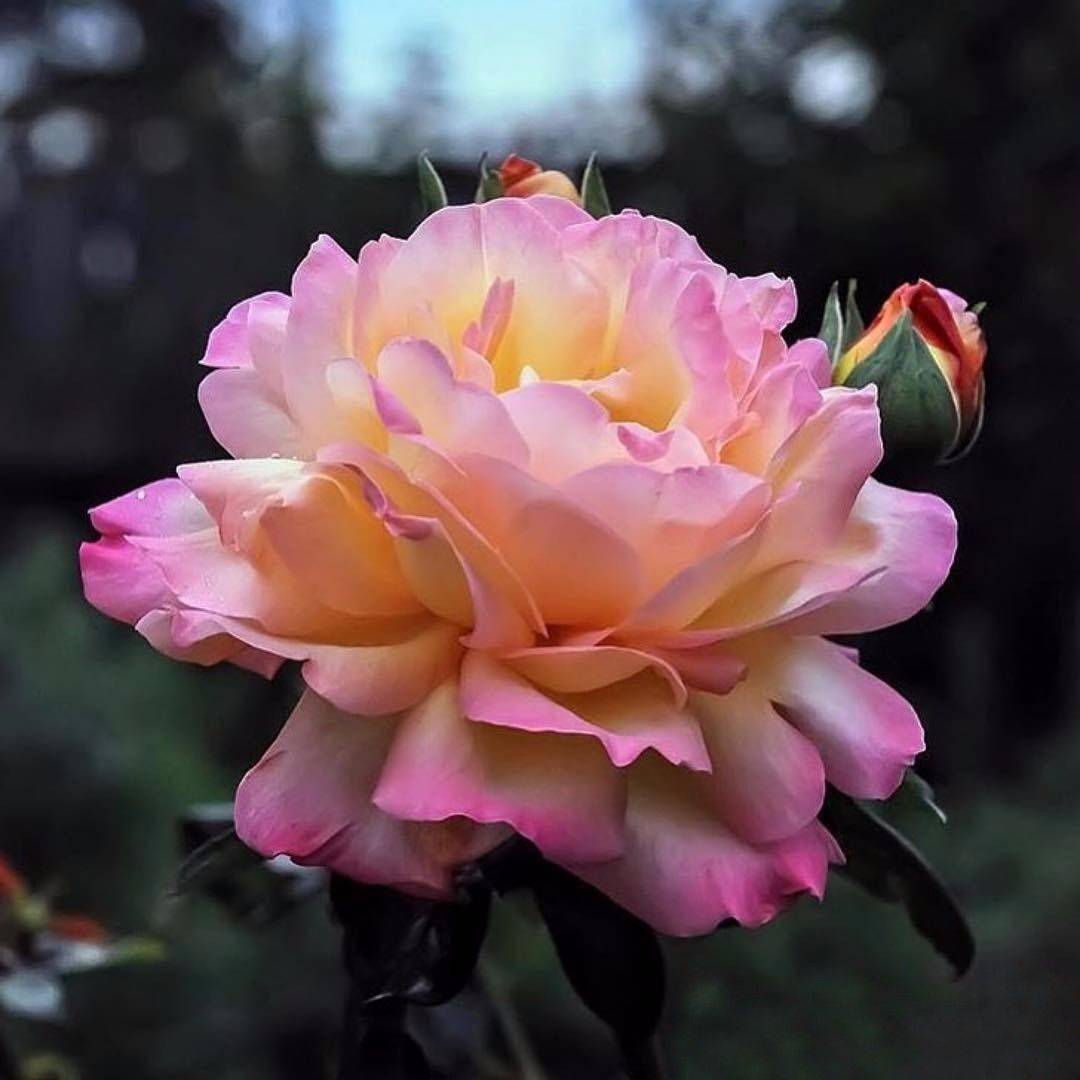 中老年头像大全女人微信头像花朵唯美图片