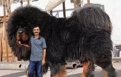 小伙发现史上最昂贵藏獒身高2米体长4米看得人头皮发麻