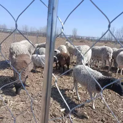 宇润 草原围栏网 圈养牛栏网 圈地围网养殖铁丝网