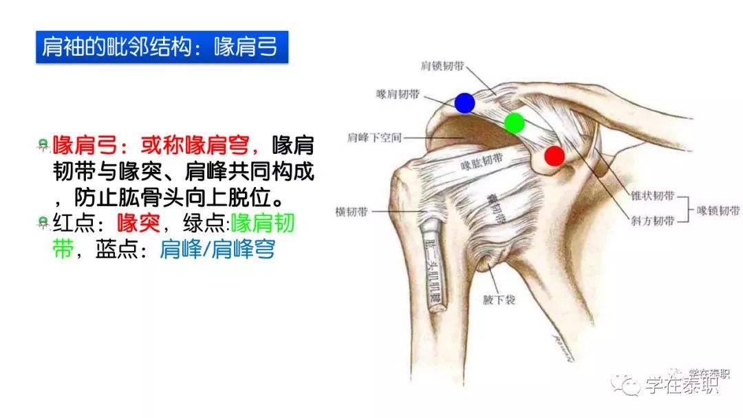 康知了康复应用解剖详解肩袖rotatorcuff