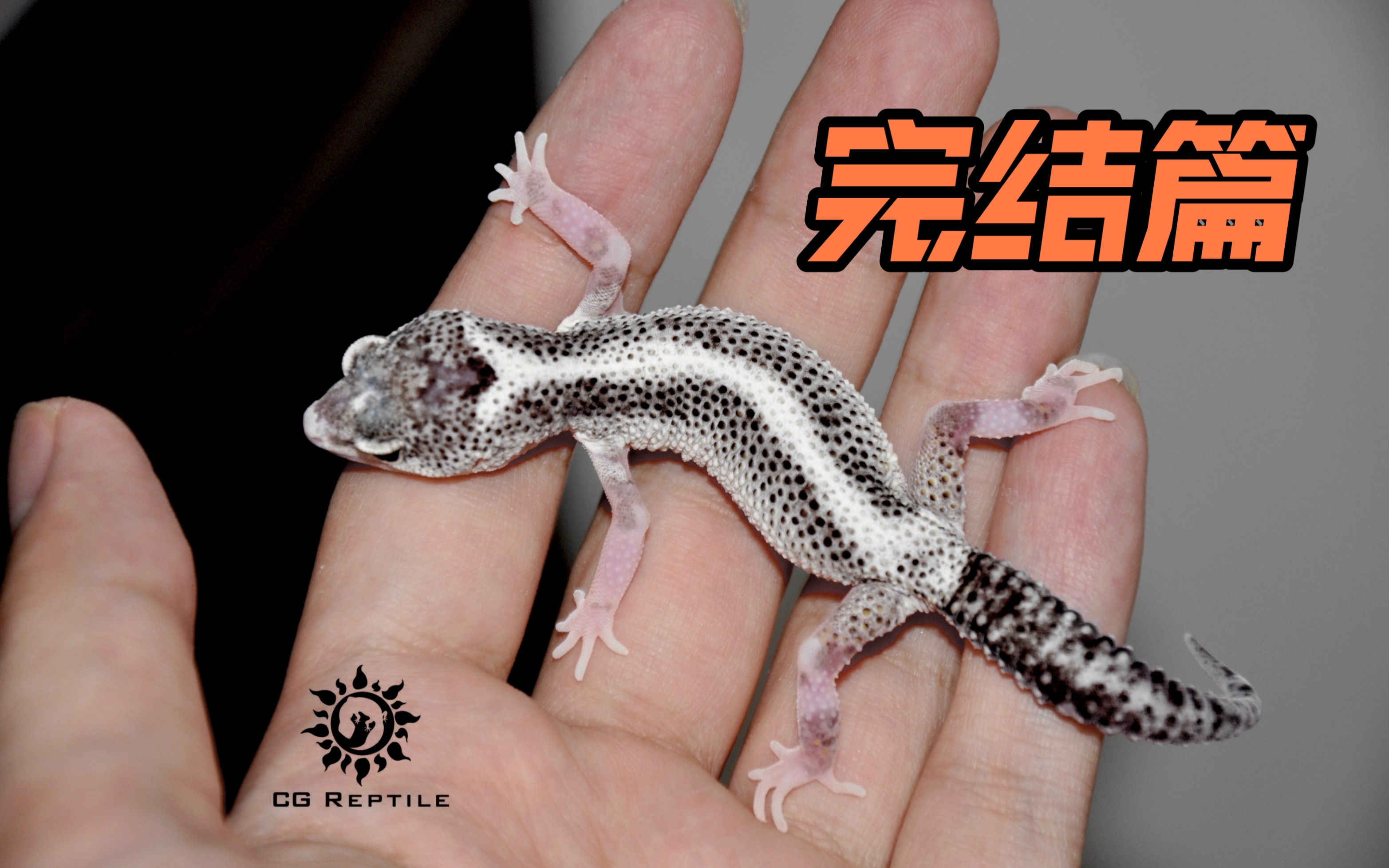 【豹纹守宫全品系科普】隐性基因—银河 恶魔白酒 赛法尔