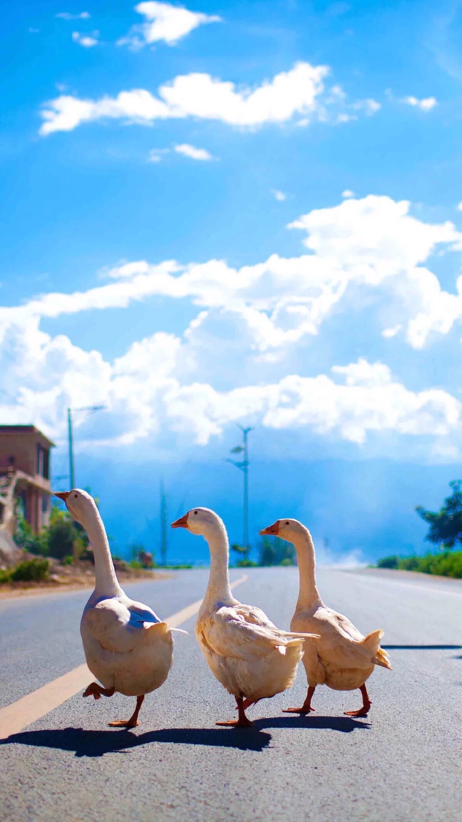 壁纸收藏夏日小清新唯美通透可爱