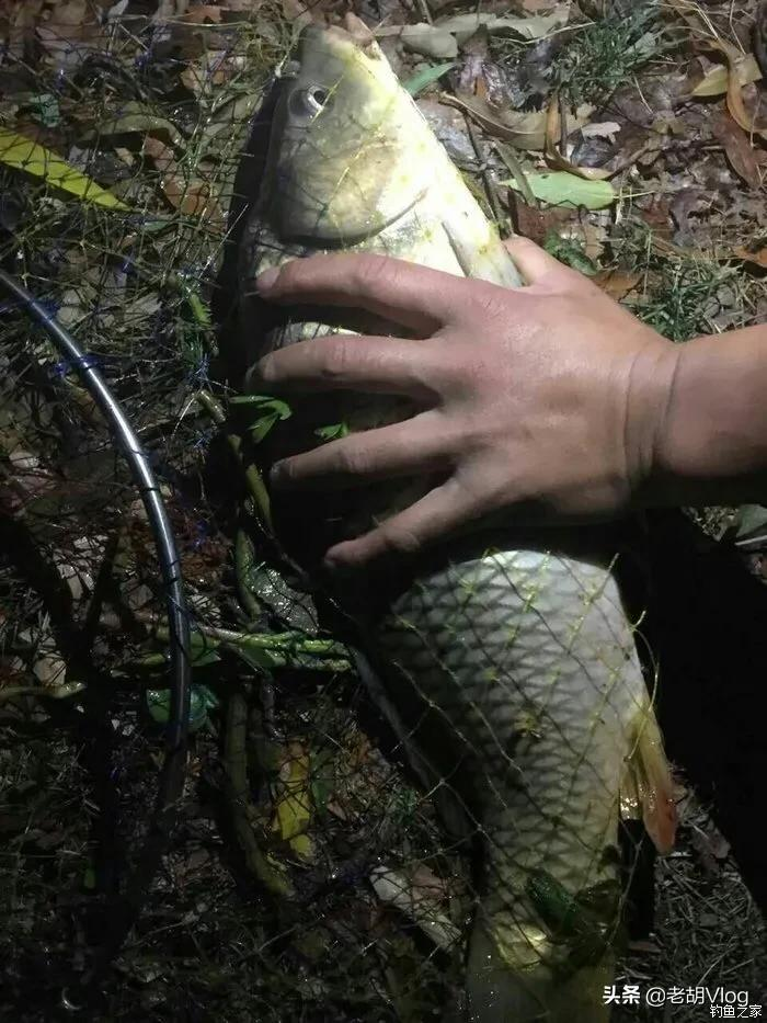 夜钓途中遭遇没口该怎么办记住这几点鱼儿自然就好钓了