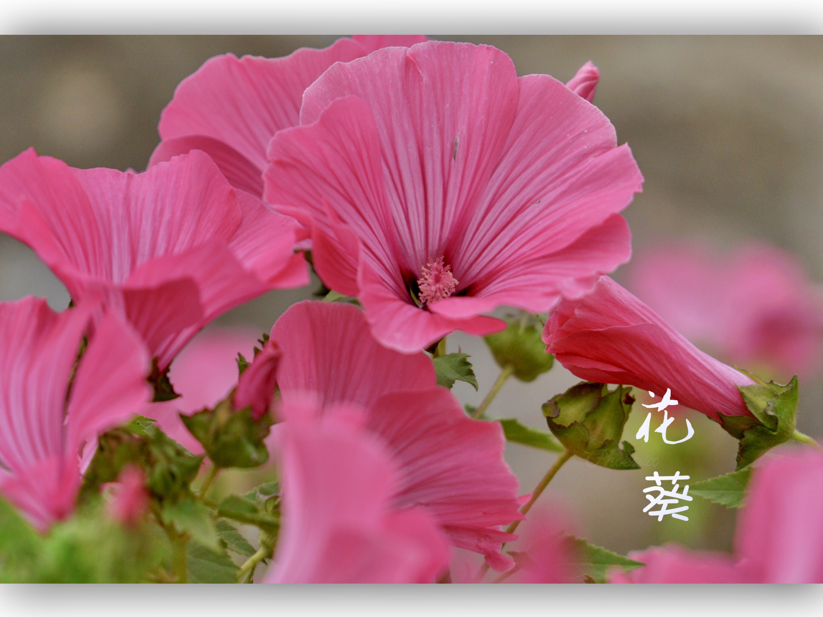 锦葵科,花葵属植物 花冠紫红色,基部具深紫色脉