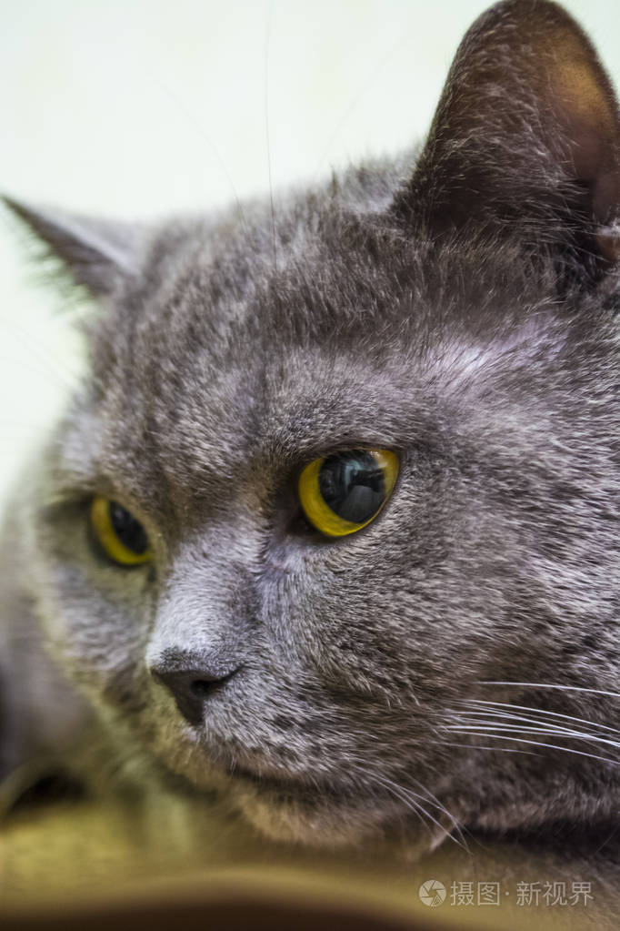 纯种动物和成年灰色短毛英国猫眼睛黄色可爱的小猫