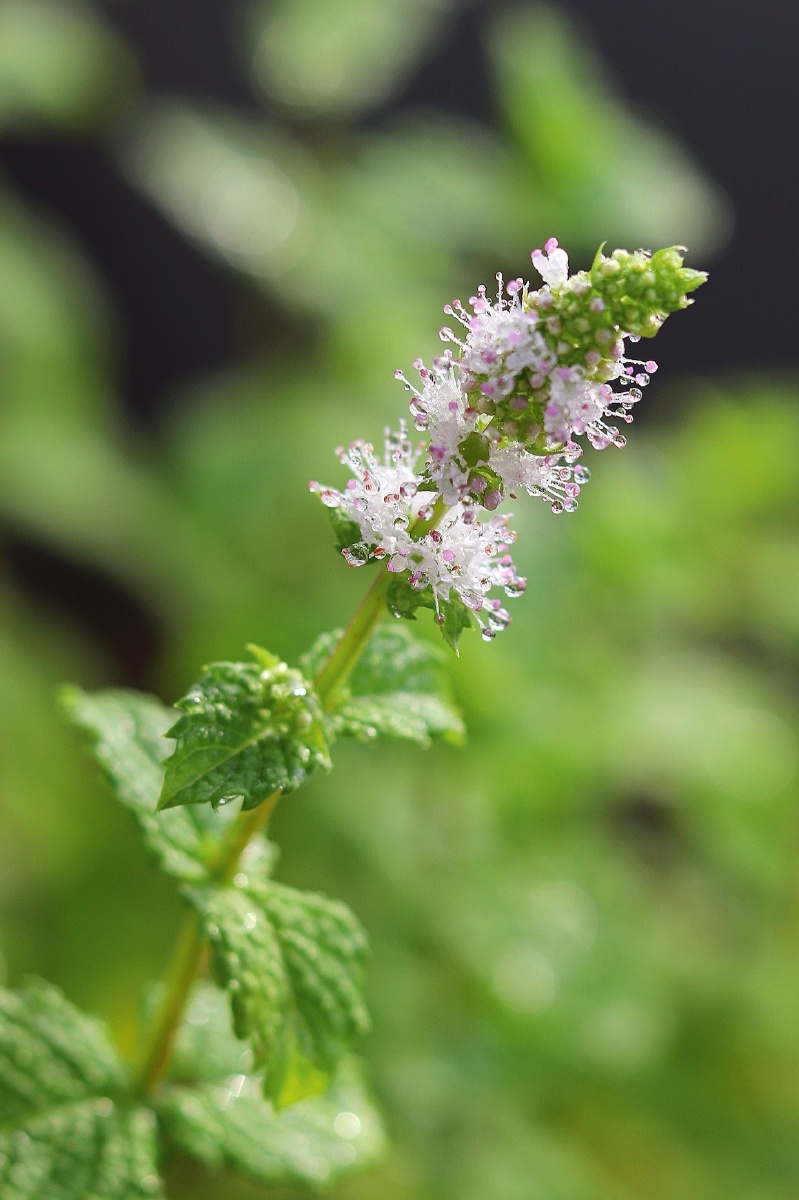 最喜欢的季节到了养的薄荷开花了