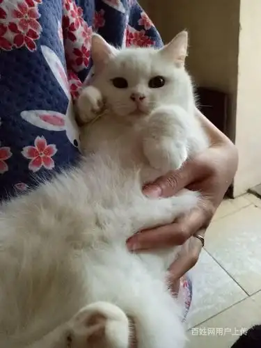 北京宠物 北京猫猫 北京蓝猫