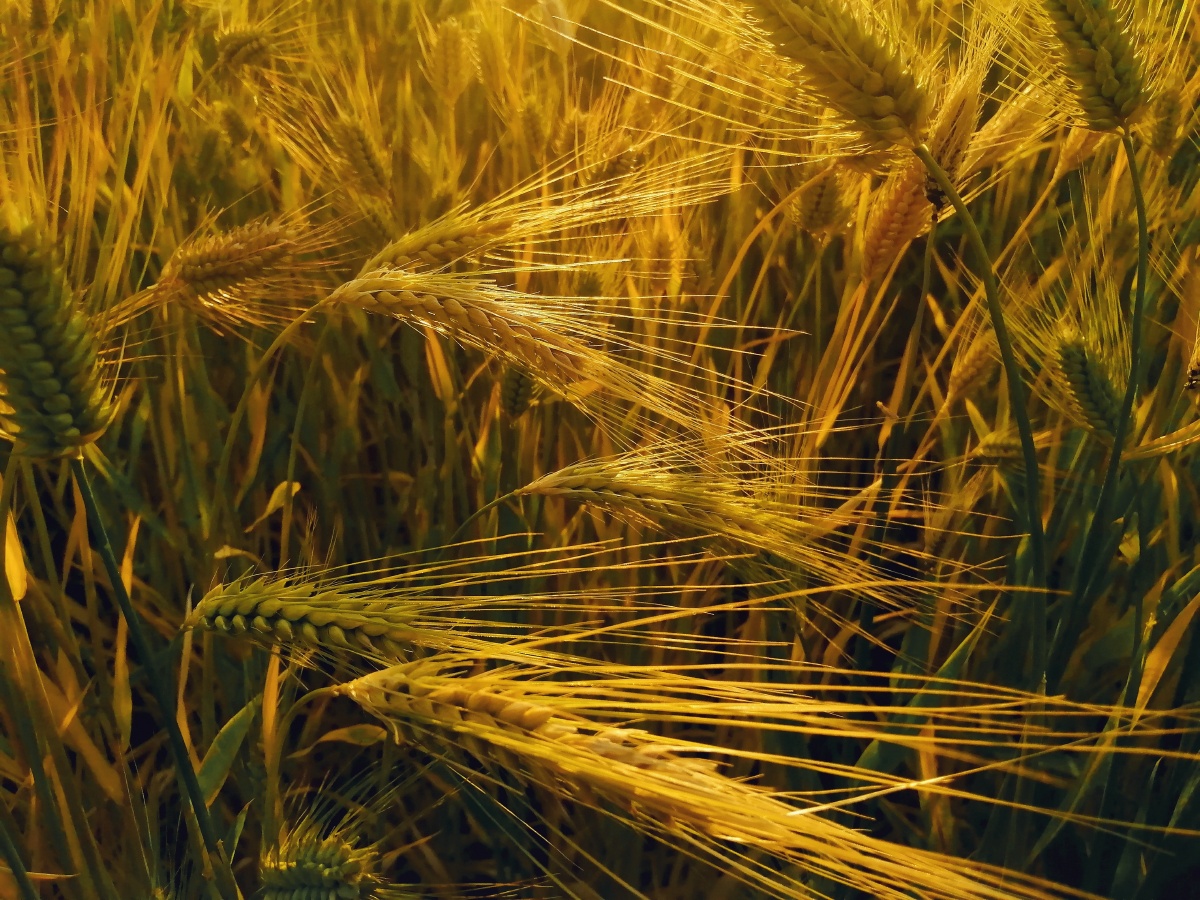 被压弯了腰的麦穗,丰硕的麦粒.