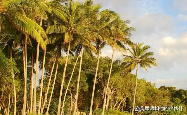 世界上最不正经的椰子树从不结一个椰子却能养活上百万人