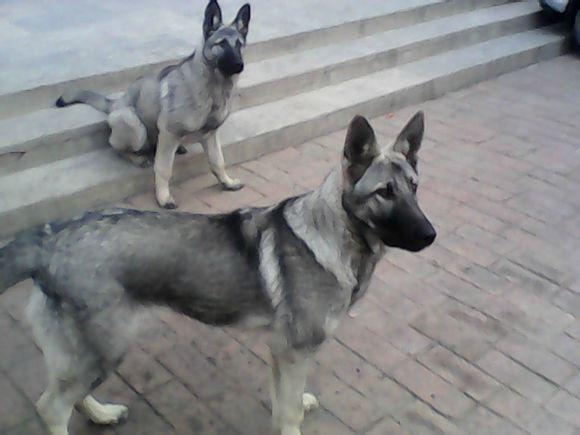 狼青犬是杂交的狗品种,狼被毛颜色有铁青,青白,草黄等等,狼青犬的体型