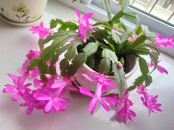 蟹爪兰