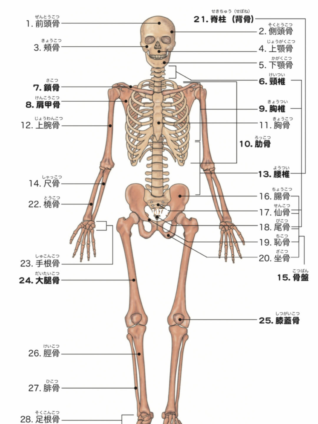 肌肉骨骼的日语表达方法