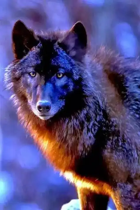 狼vs疯狗 狼与疯狗虽是同宗同源,狼虽然凶狠记仇但它也会感恩 - 抖音