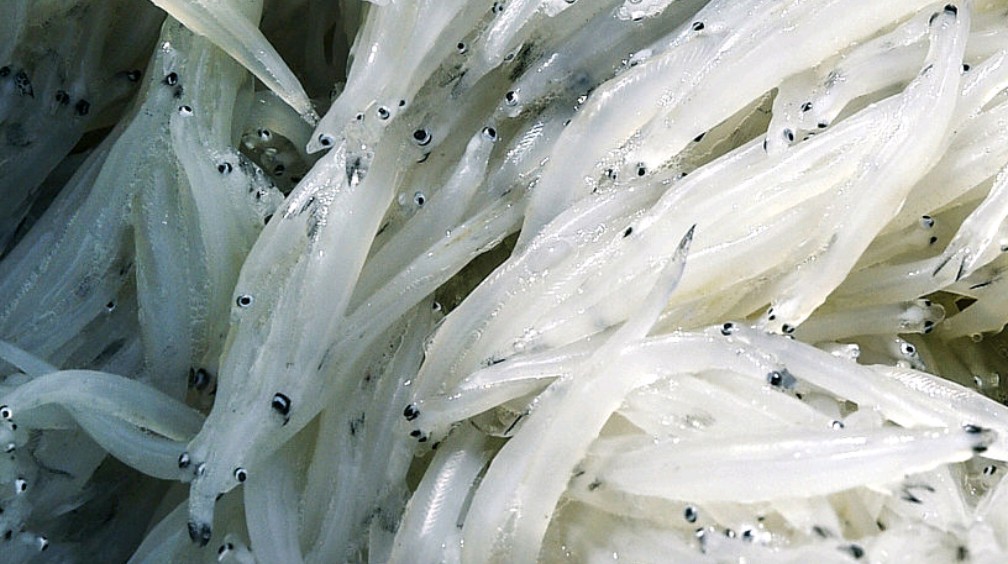 银鱼,吴江人饭桌上多见的家常菜.