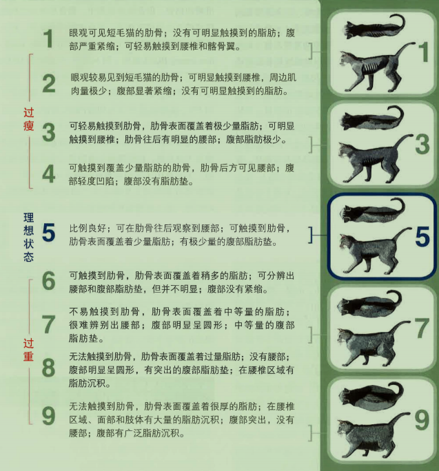 怎么判断猫咪是不是标准身材