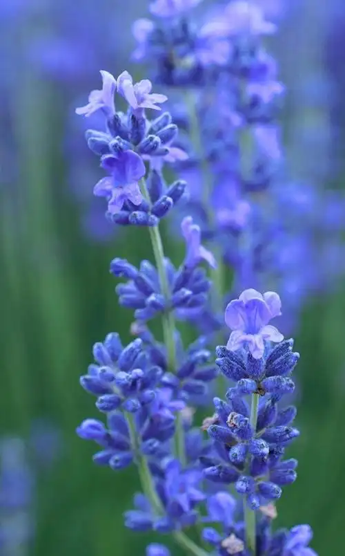 唯美梦幻的薰衣草景色