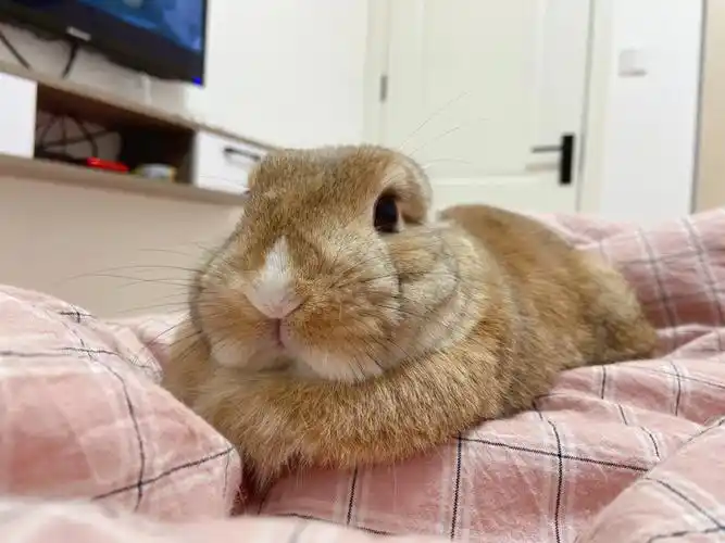 一只公兔子长那么大的围脖合理吗