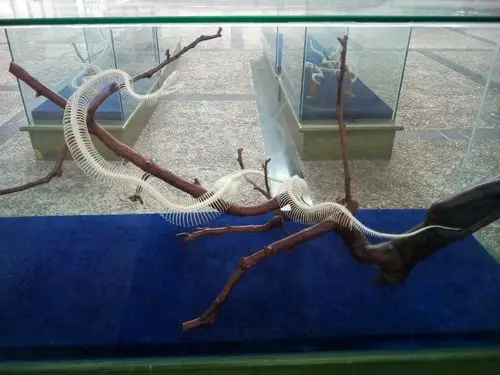 别了,旅顺蛇博物馆