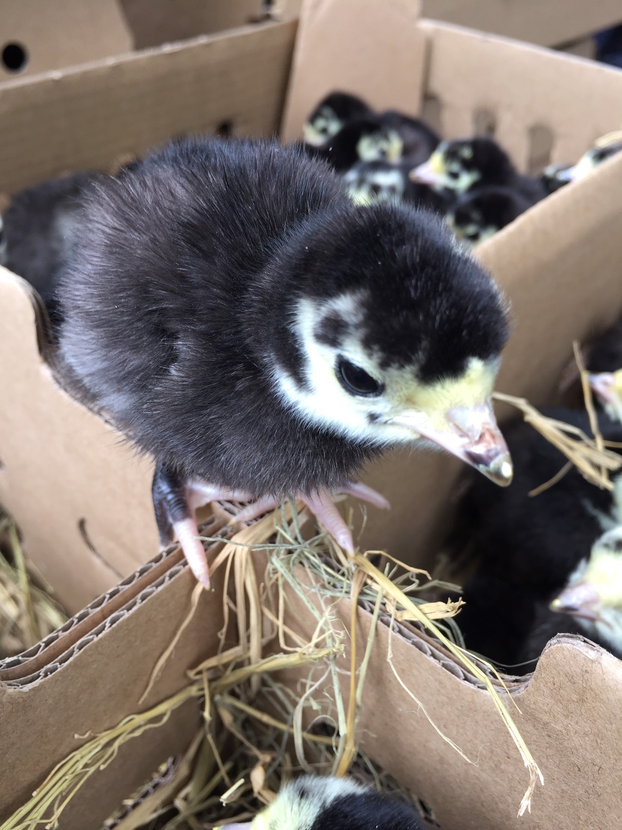 贝蒂娜火鸡苗 黑火鸡