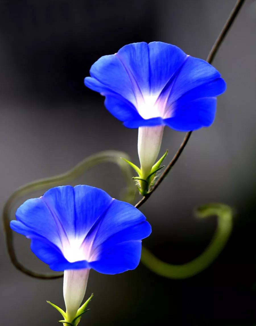 乡村散文:喇叭花