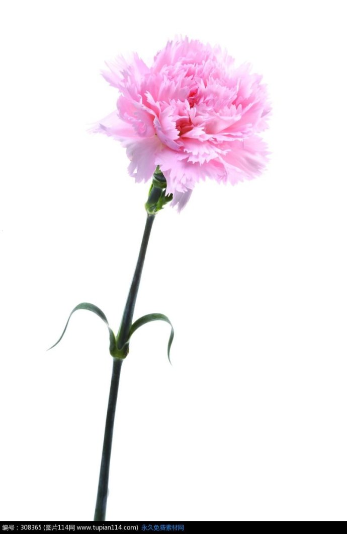 有没有类似的一枝花的图片?背景要简约的,花是竖放的,最好是粉色花