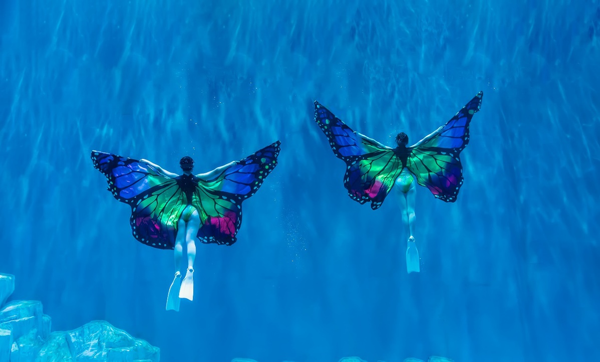 哈尔滨极地公园推出全新水舞秀——冰海61蝶舞61幻