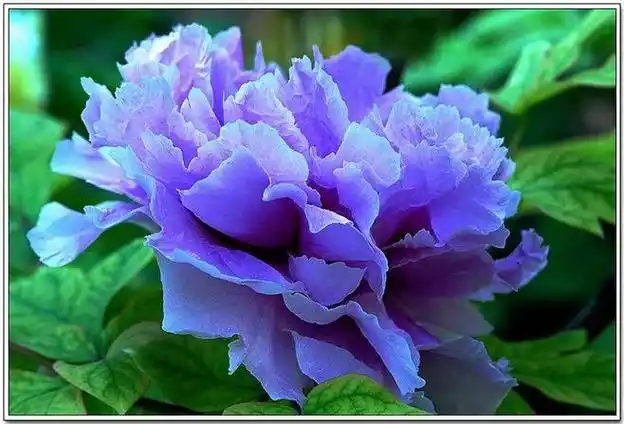 牡丹花花语图片大全(牡丹花图片大全)-花草草