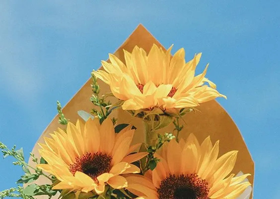 温柔到爆的神仙句子配图小众却惊艳的文案