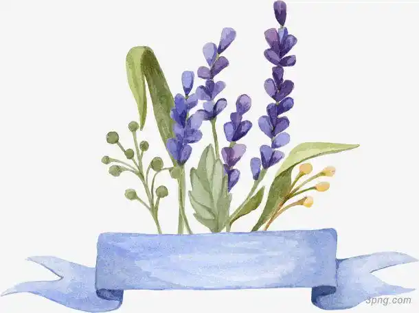 卡通手绘薰衣草薰衣草花薰衣草属植物薰衣草背景薰衣草特写薰衣草简笔