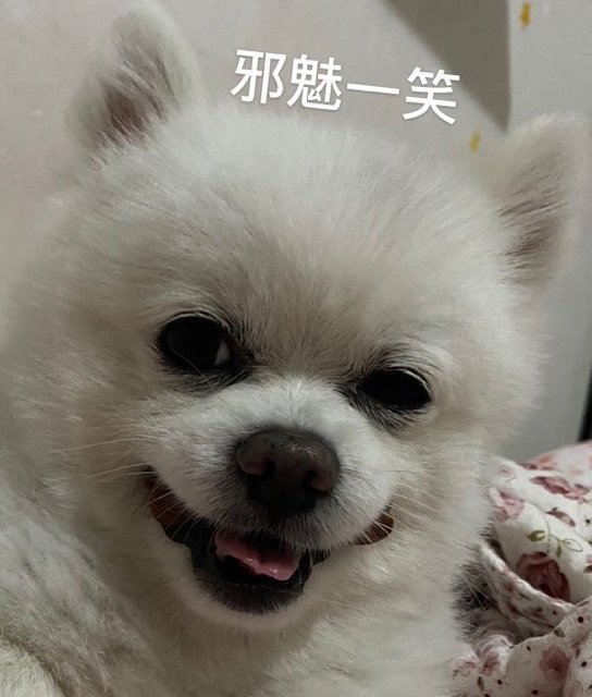 邪魅一笑狗狗表情包狗狗邪魅表情