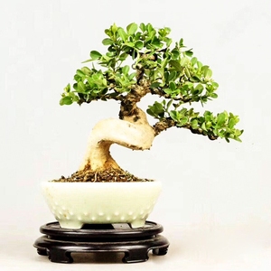 上新黄杨盆景树桩精品老桩造型小叶瓜子黄杨客厅庭院净化小型绿植