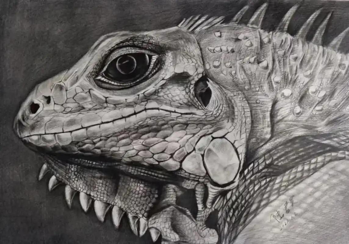 [爱心] 素描高级班 君昊同学作品 《精微素描～蜥蜴》 追求 - 抖音