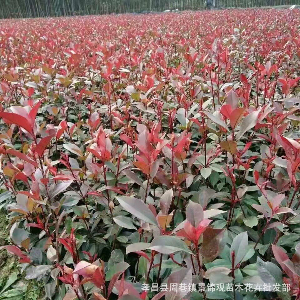 红叶石楠球湖北孝昌县周巷镇锦景观苗木花卉基地部分苗木:(图片是随机