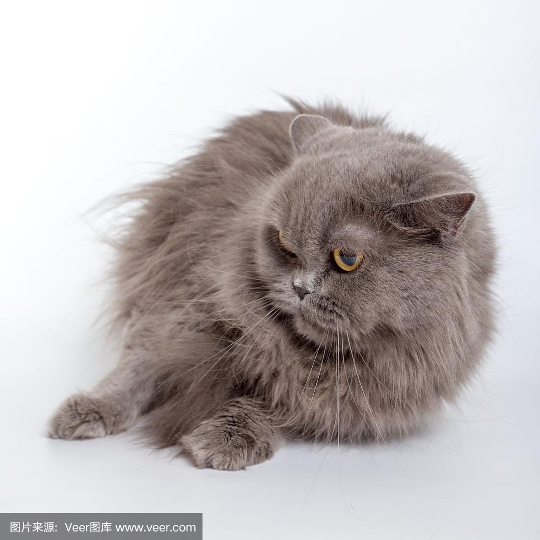 灰色波斯猫孤立在白色背景