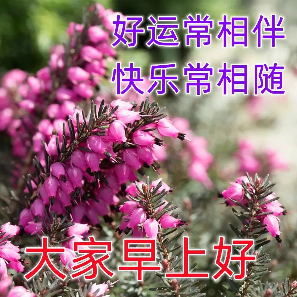 特漂亮的早安祝福唯美图片带字温馨 最新早上好祝福问候短信