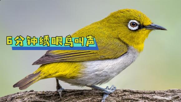 6分钟野生绣眼鸟叫声,清脆婉转,闭眼听更好听-动物视频-搜狐视频